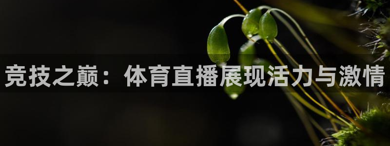 乐球直播体育在线观看
